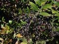 Vaccinium consanguineum